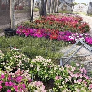 Meet your Posher, Viola